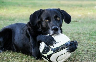 Labrador Retriever