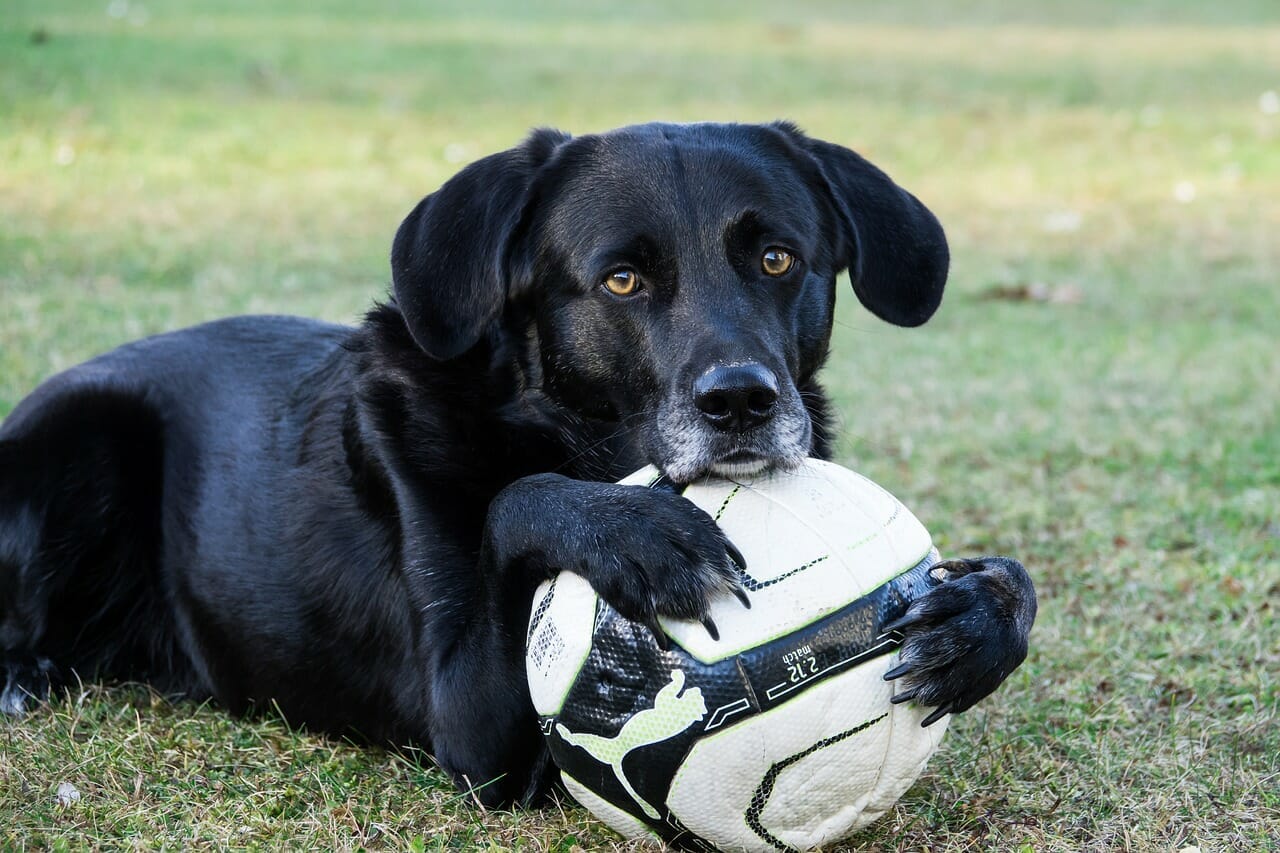 Labrador Retriever