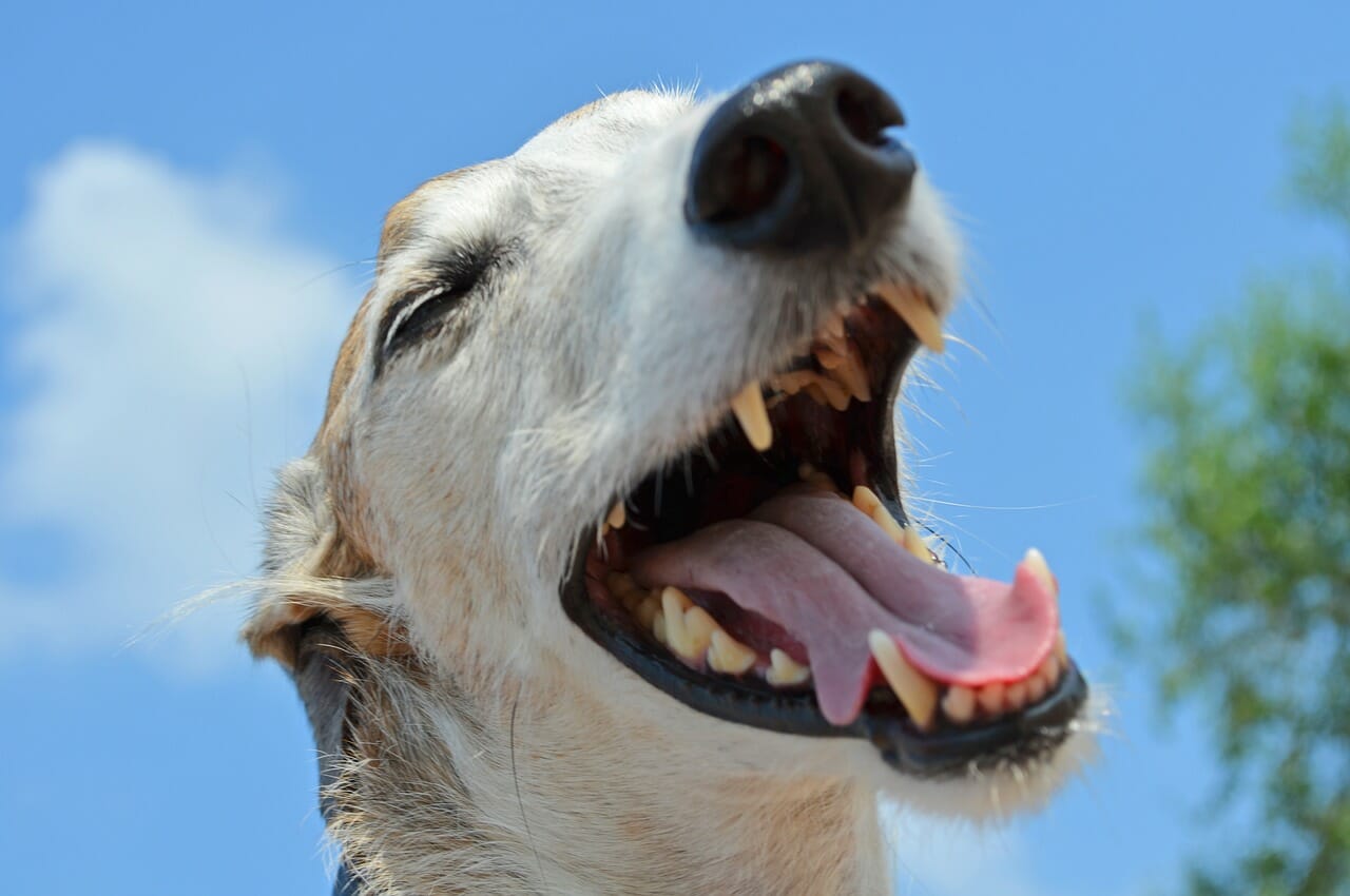 Hund Zähne