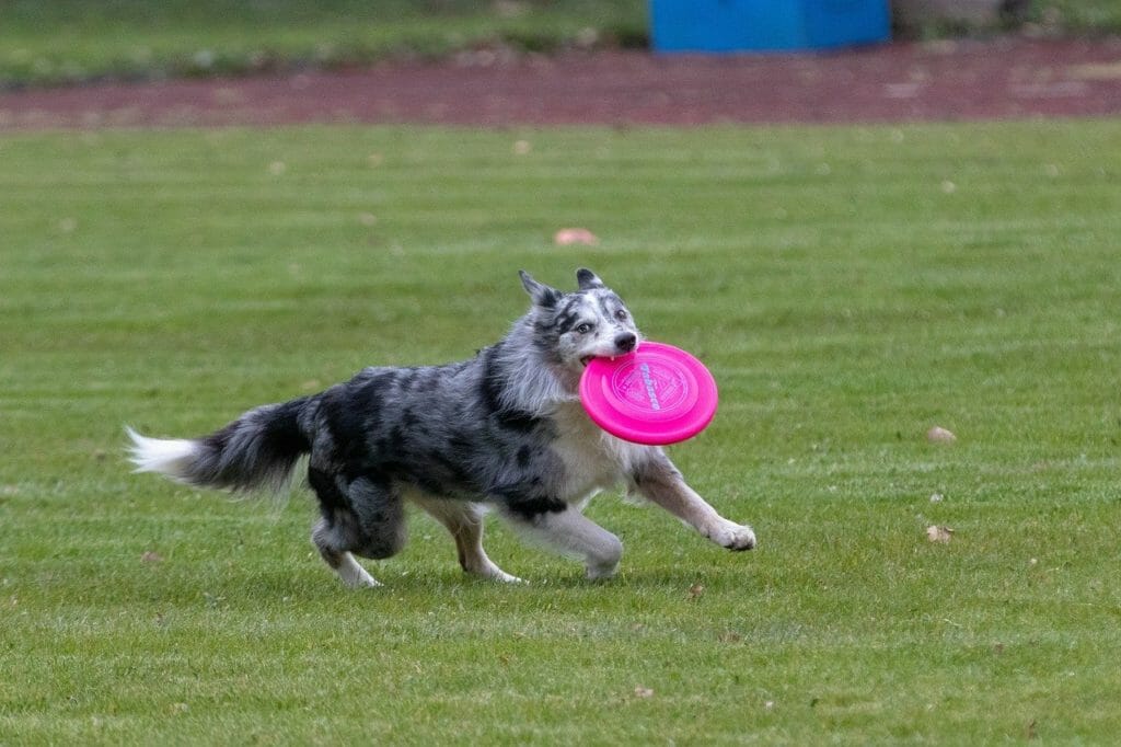 Hundespielzeug