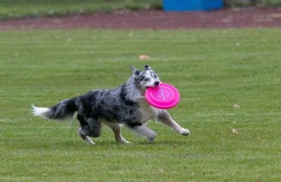 Hundespielzeug