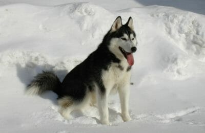 Siberian Husky