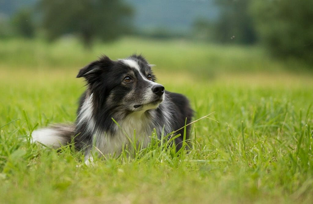 Border Collie