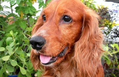 American Cocker Spaniel