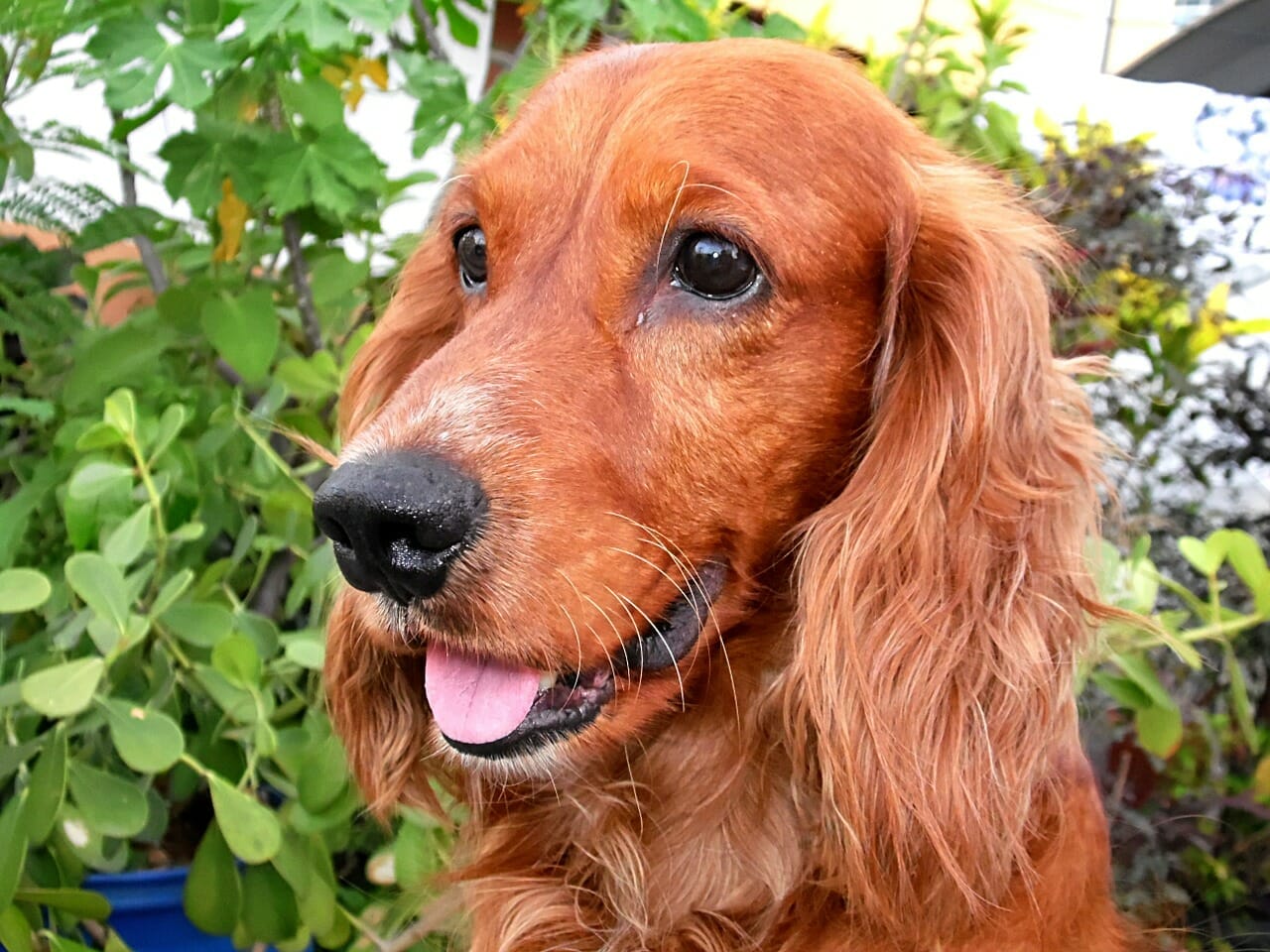 American Cocker Spaniel