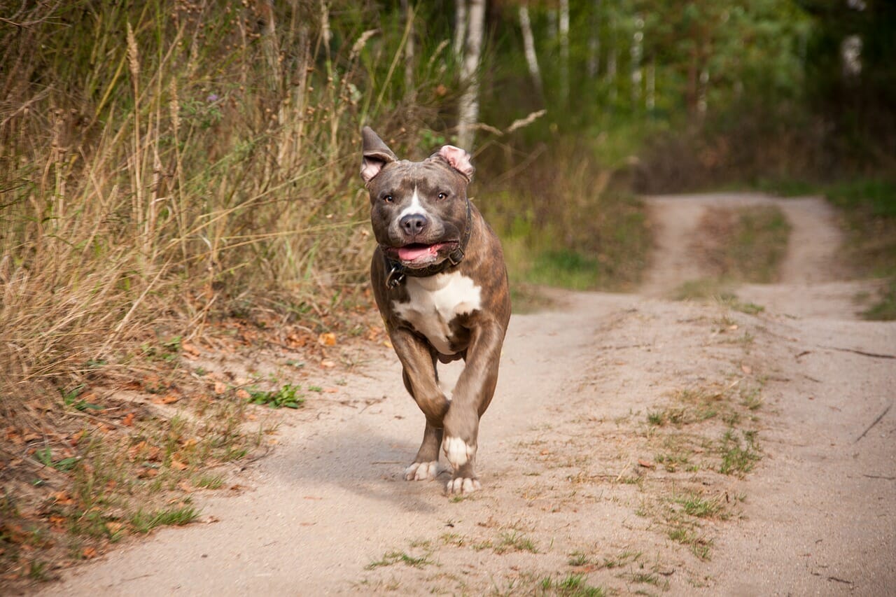 Hnderasse Der American Pitbull Terrier Was Sie Wissen Sollten