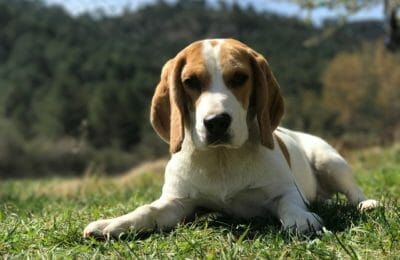 Der Beagle