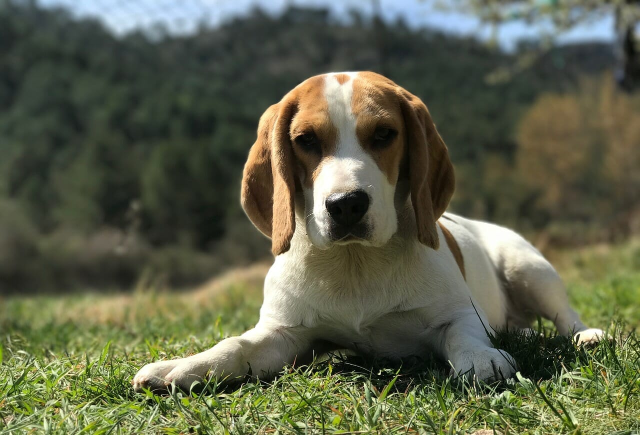 Der Beagle