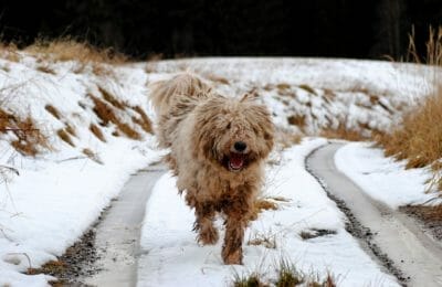 Komondor