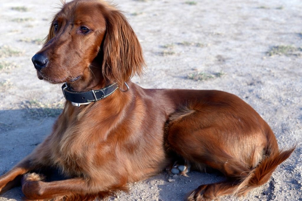 Wesen des Irish Setter