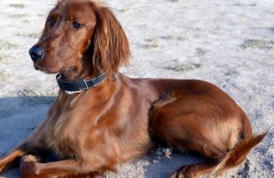 Wesen des Irish Setter