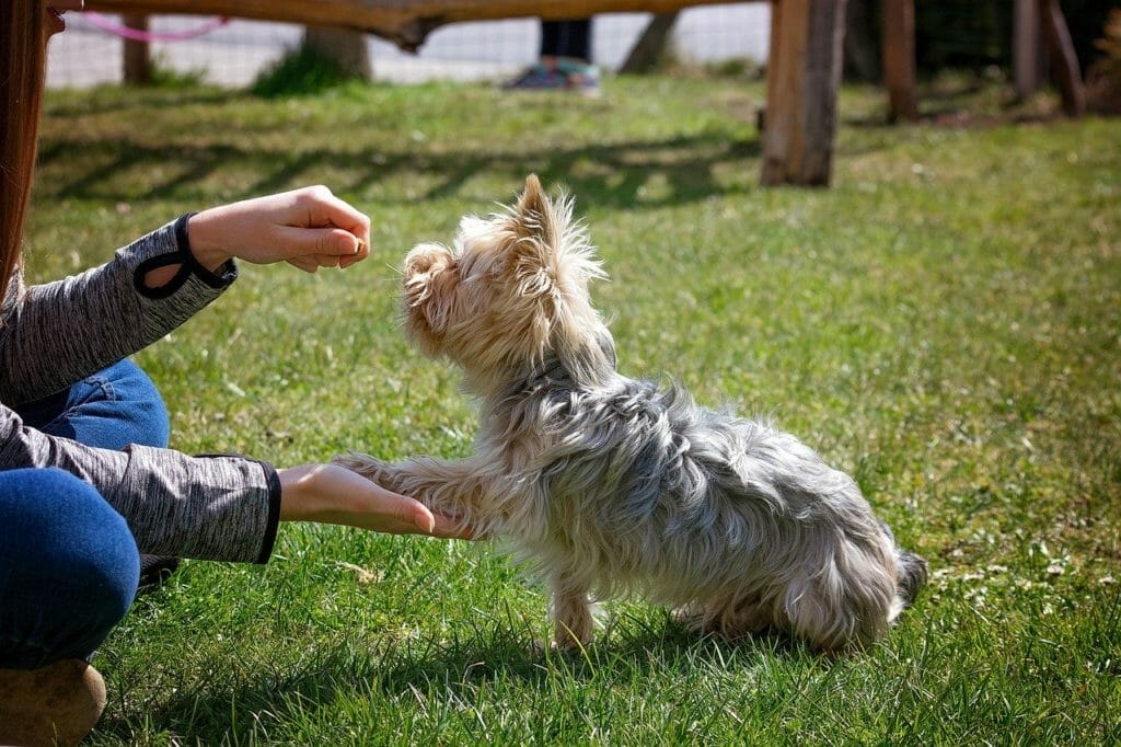 Klickertraining mit Hund