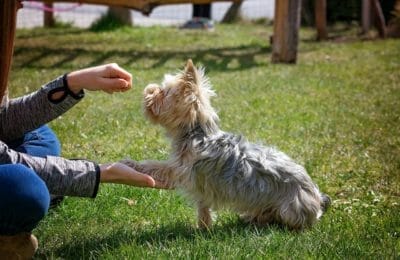 Klickertraining mit Hund