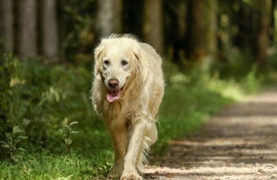 Golden Retriever