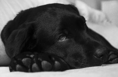 Blasenentzündung beim Hund