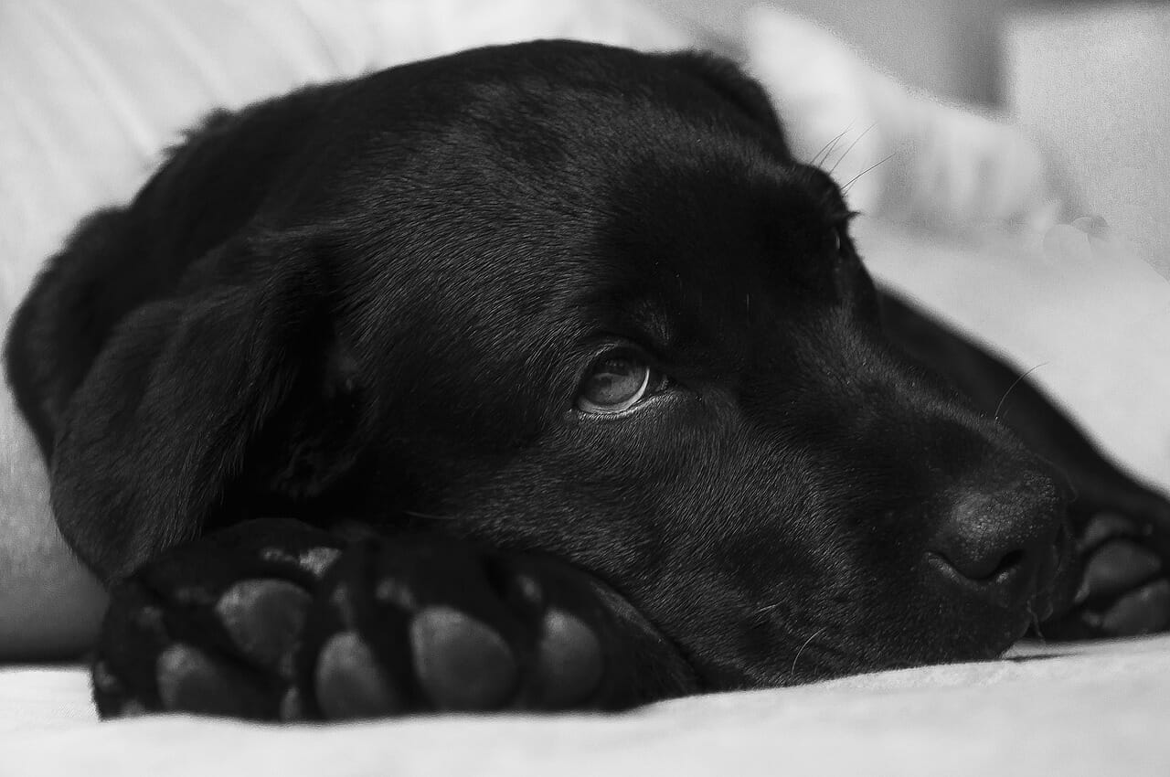 Blasenentzündung beim Hund