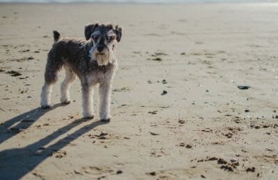 Schnauzer