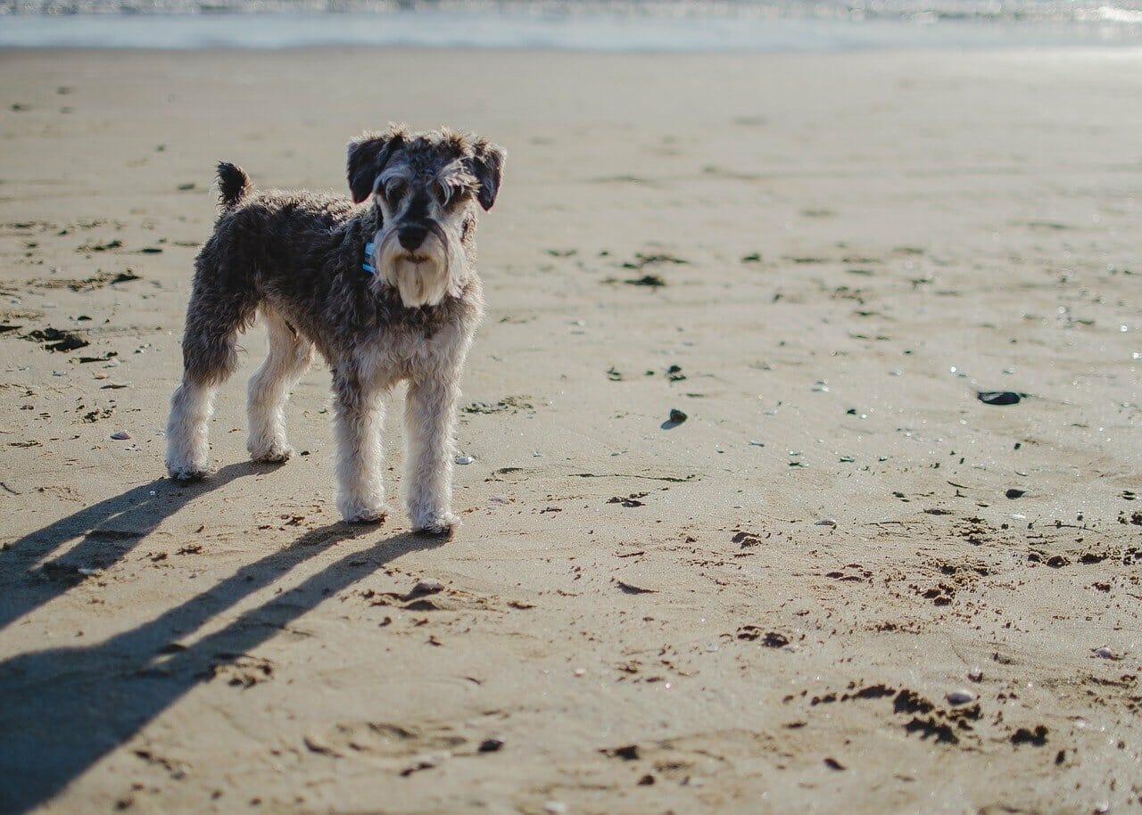 Schnauzer