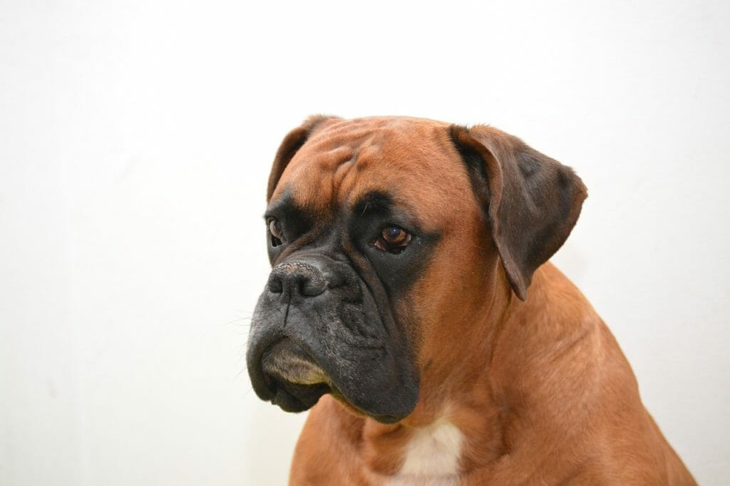 Boxerhund