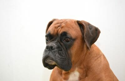 Boxerhund