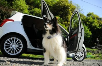 Hund und Auto