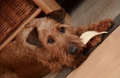 Wesen des Irish Terrier