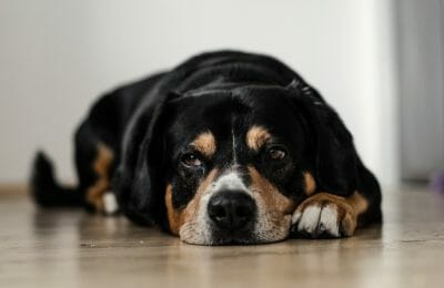 Trauer von Hunden