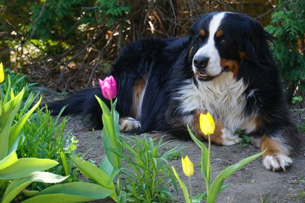 Berner Sennenhund