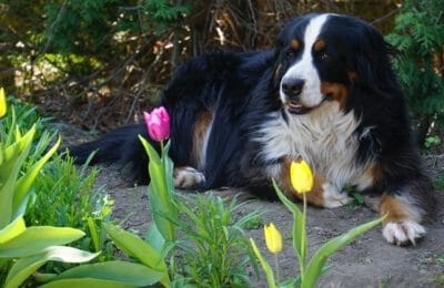 Berner Sennenhund