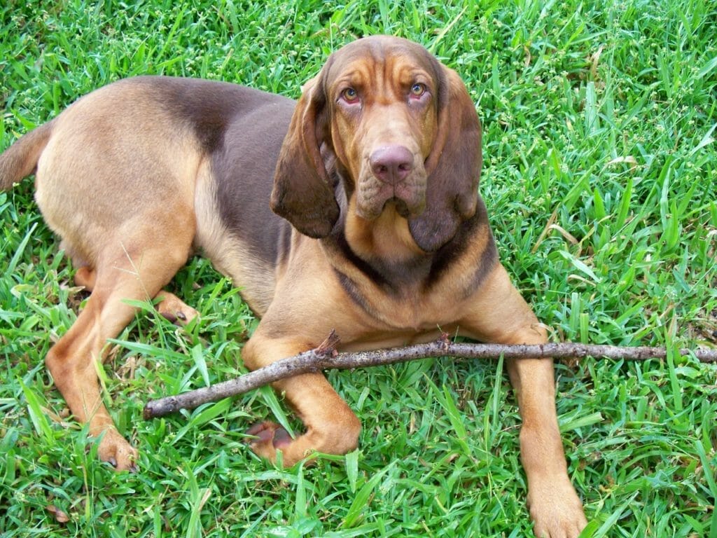 Bloodhound