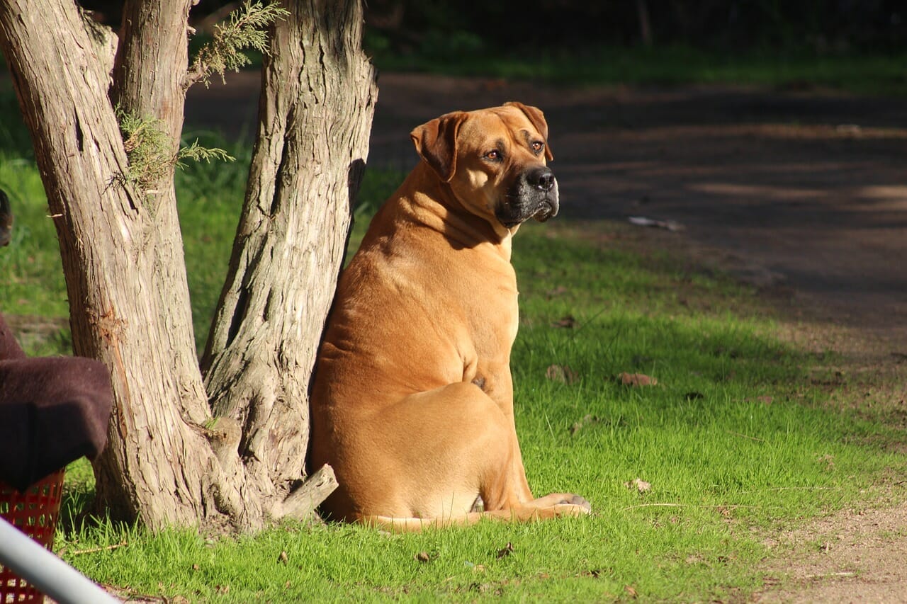 Bullmastiff