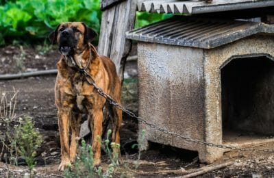 Tierschutz-Hundeverordnung
