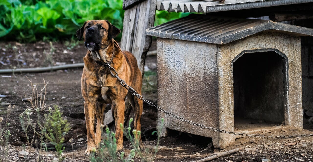 Tierschutz-Hundeverordnung