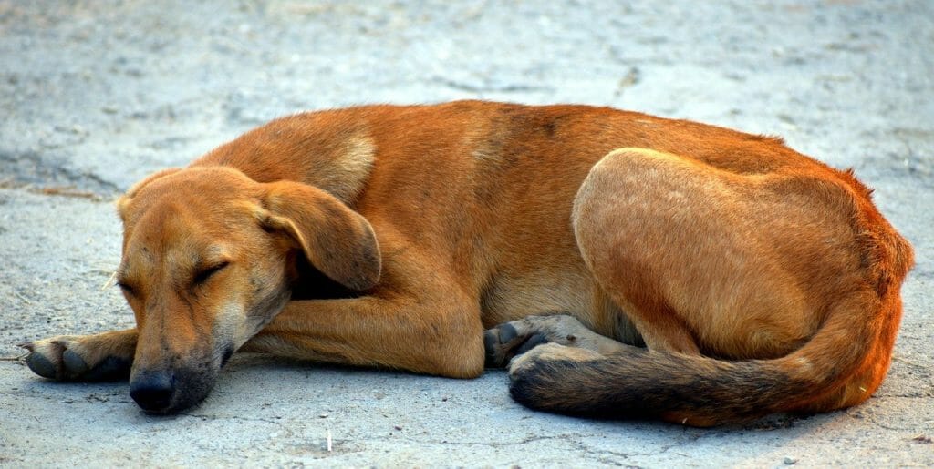 Straßenhunde