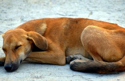 Straßenhunde