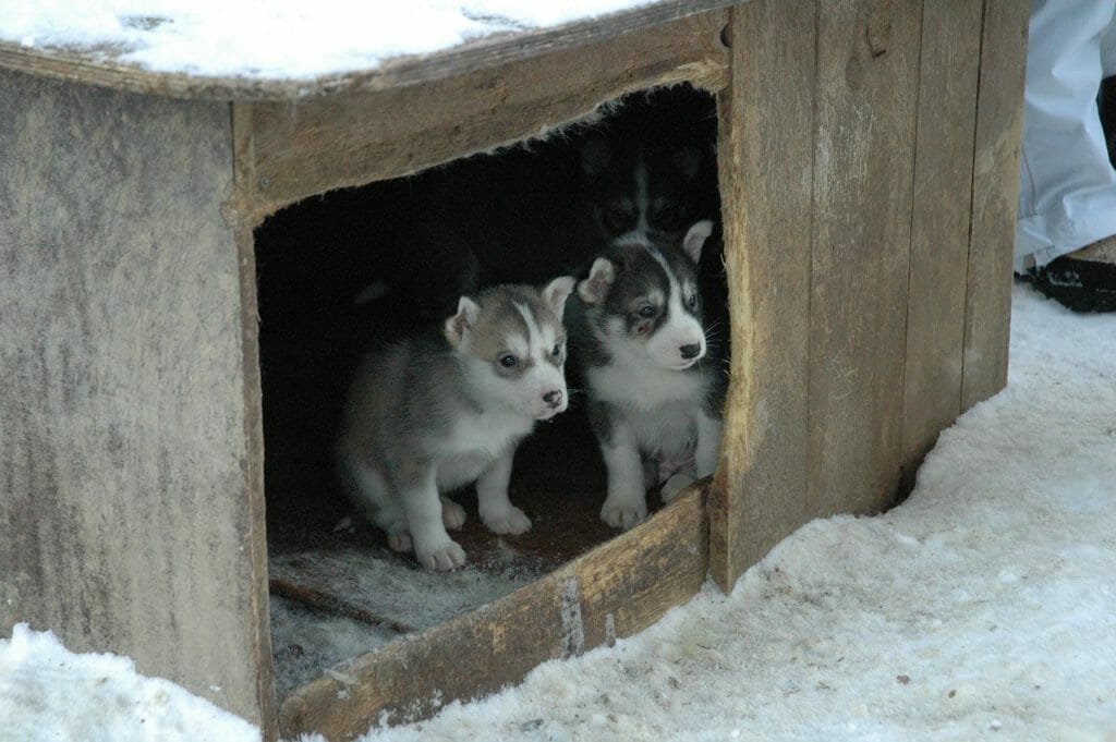 Eine Hundehütte für den Garten