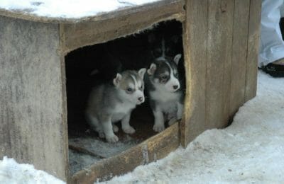 Eine Hundehütte für den Garten