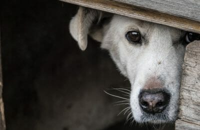 Hundehöhle