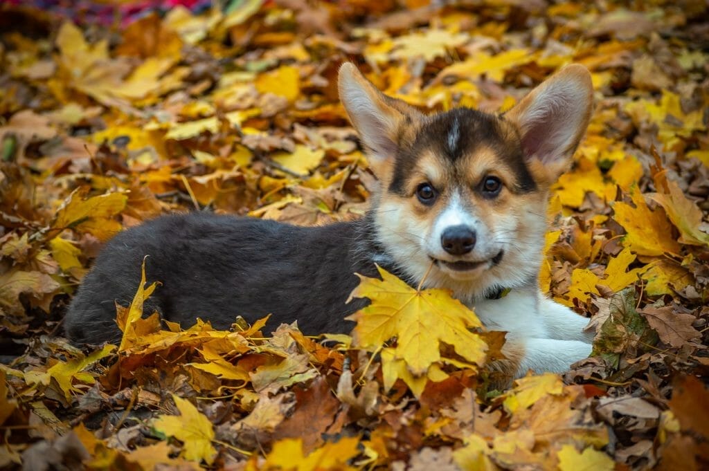 Welsh Corgi