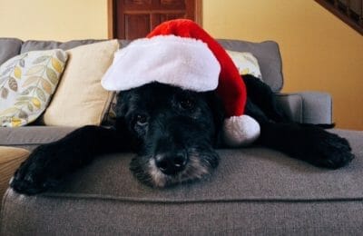 Weihnachten mit Hund