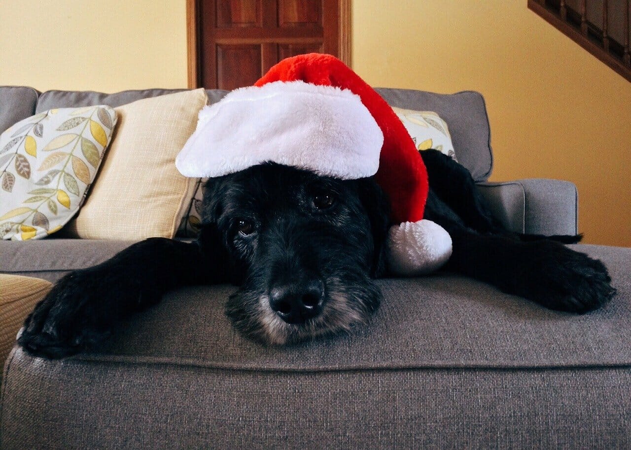 Weihnachten mit Hund