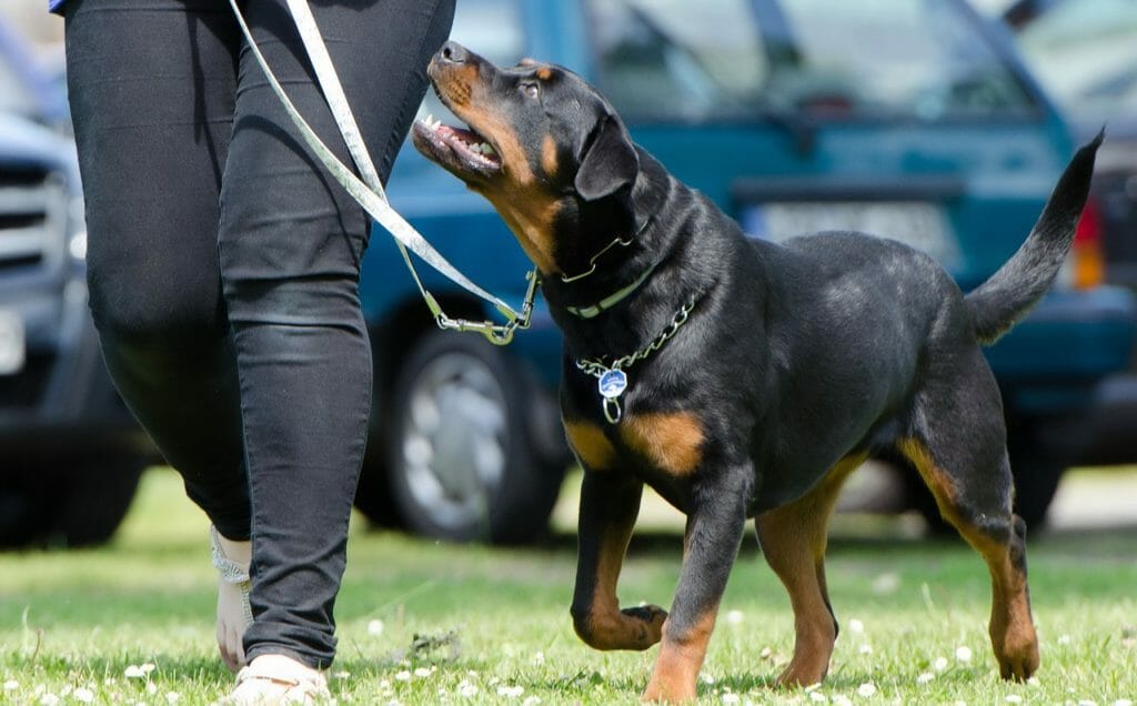 Der Rottweiler: Ein arbeitswilliges Tier!