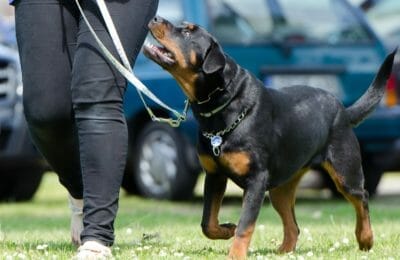 Der Rottweiler: Ein arbeitswilliges Tier!