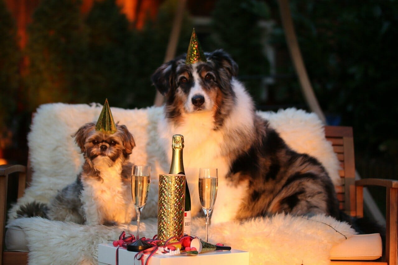 Silvester: Kein Fest für Hunde!