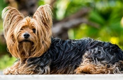 Yorkshire Terrier