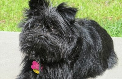 Affenpinscher