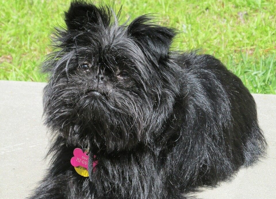 Affenpinscher