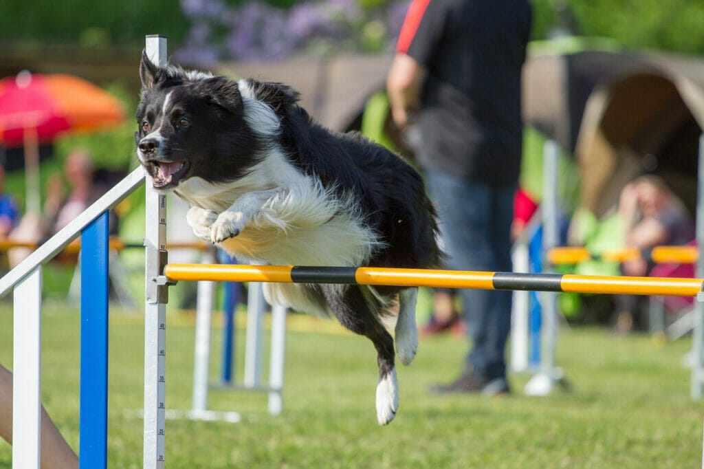 Agility