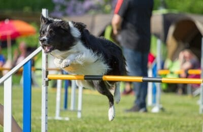 Agility