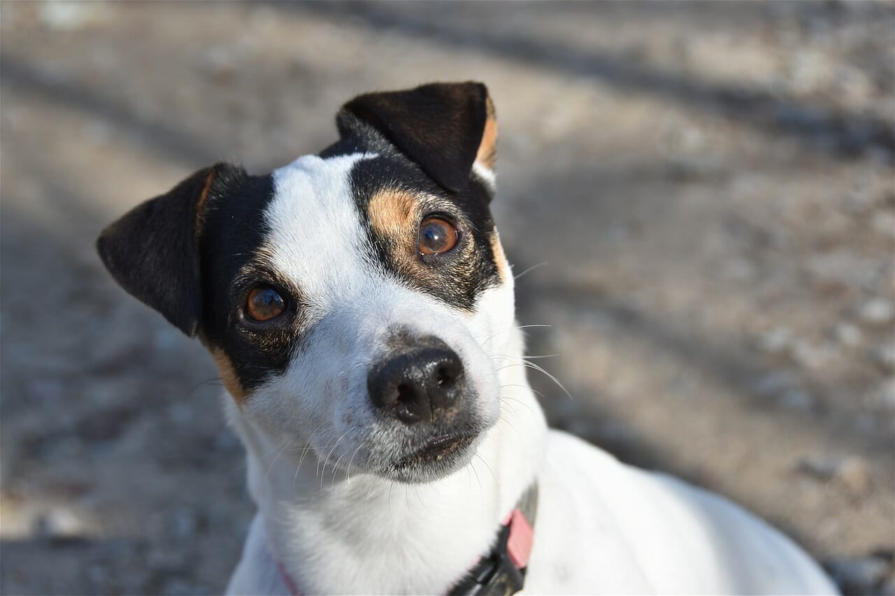 Jack Russel Terrier